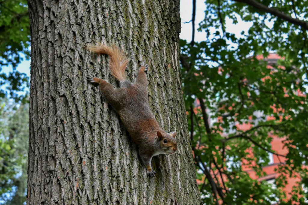 boston common