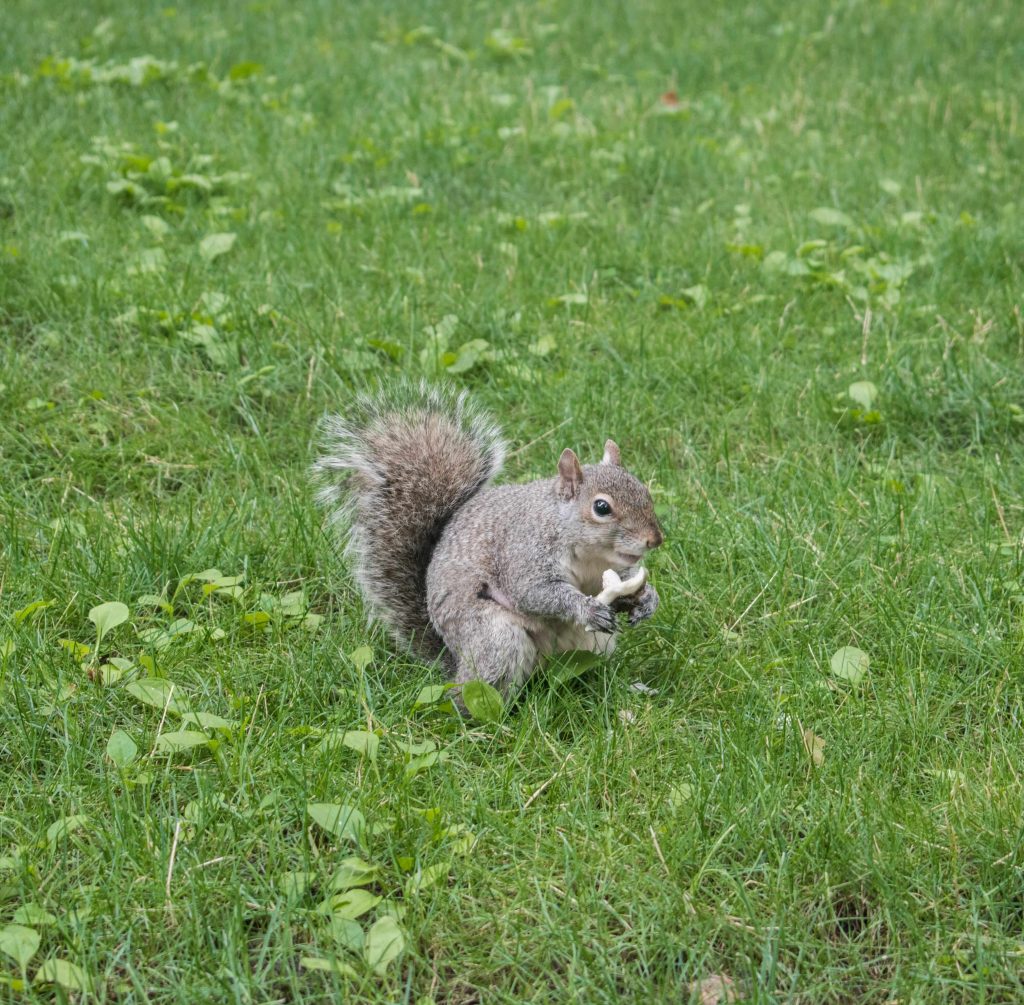 squirrel